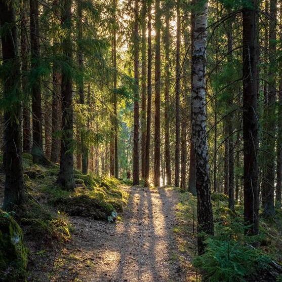 Forest path with sunlight streaming through tall trees, creating long shadows on the mossy ground.